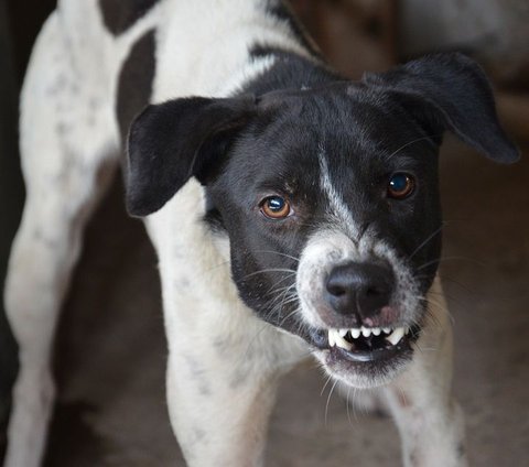 Gejala Penyakit Distemper pada Anjing, Infeksi Virus Berbahaya selain Rabies