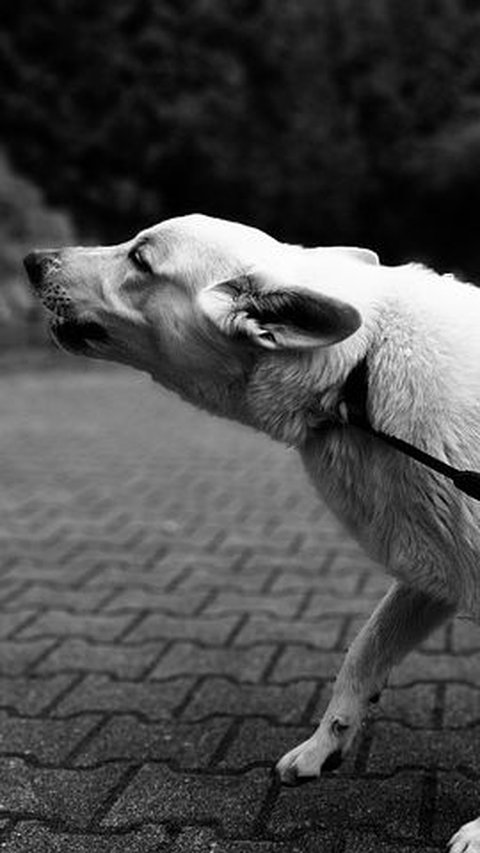 Gejala Penyakit Distemper pada Anjing, Infeksi Virus Berbahaya selain Rabies