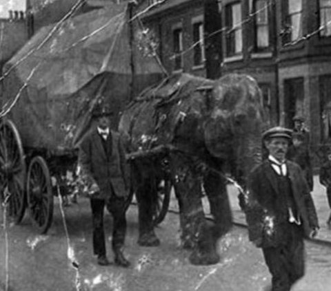 Legenda yang berkembang di daerah tersebut menyatakan gajah betina yang diberi nama Nancy itu dikubur di Kingswood pada 1891.