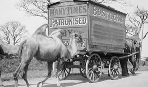 Koran lokal, Bristol Mercury melaporkan pada Februari 1891, Kebun Binatang Bostock's Star melakukan pertunjukan sirkus keliling pada tahun itu di mana ada Nancy si gajah betina dalam pertunjukan yang digambarkan sebagai 