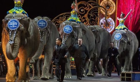 Higbee menambahkan, pihaknya juga ingin mengetahui asal dari gajah betina tersebut dan berapa umurnya. Dengan demikian pihaknya bisa melihat dampak apa yang dialami hewan malang tersebut sebagai pemain sirkus seperti pengurungan dan trauma akibat dibelenggu serta kemungkinan mengalami radang sendi. Pihaknya juga ingin melihat apakah ada cidera yang dialami gajah tersebut.