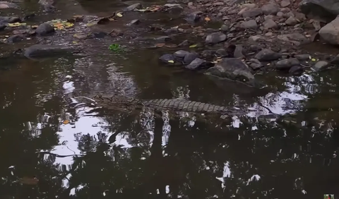 Buaya adalah salah satu predator paling mematikan di dunia. Hewan buas satu ini memiliki bentuk yang sangat mengerikan, dengan otot yang kuat dan gigi yang sangat tajam.