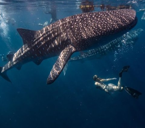 Para nelayan dihebohkan dengan kemunculan seekor hiu tutul berukuran besar di perairan laut Kabupaten Tuban. Ikan raksasa itu terlihat jelas oleh nelayan karena kondisi lautan jernih.