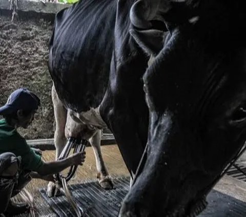 Mengenal Antraks: Gejala, Proses Penularan dan Cara Mengobatinya