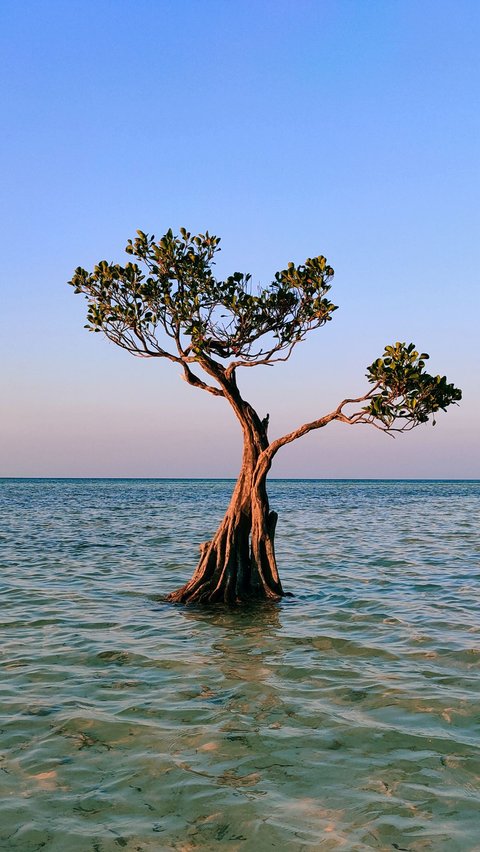 Pantai Walakiri <br />Sumba Timur