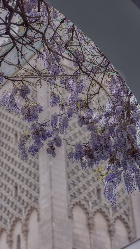 Bunga cantik ini hanya tumbuh saat musim semi. Wisteria tumbuh menjuntai dan berwarna ungu.