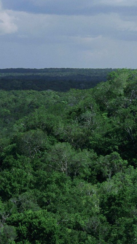 Kota yang Hilang Berusia 1000 Tahun Ditemukan di Hutan, Ada Piramida Setinggi 15 Meter