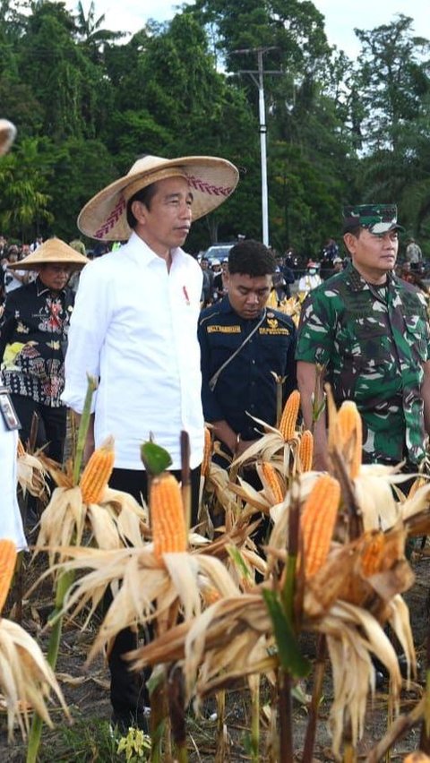 Presiden Joko Widodo (Jokowi) meninjau langsung ladang jagung yang ada di kawasan food estate, Desa Wambes, Kecamatan Mannem, Kabupaten Keerom, Provinsi Papua.