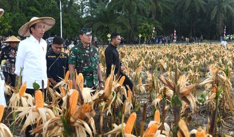 Meski hasilnya belum maksimal, Jokowi menilai wajar lantaran ladang itu baru pertama kali digunakan dan diolah untuk menanam jagung.