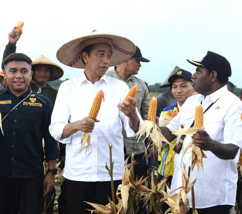 Jokowi pun akan kembali berkunjung ke Kabupaten Keerom dalam tiga bulan mendatang. Dia berharap hasil panen berikutnya dari ladang jagung tersebut akan memberikan hasil yang baik.