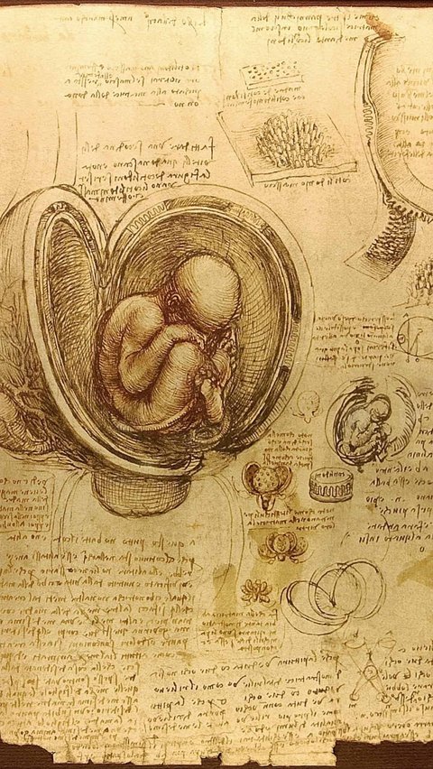 Dalam berbagai karyanya yang menampilkan anatomi tubuh manusia, da Vinci menggambarkan organ-organ dalam tubuh manusia dengan detail yang akurat.