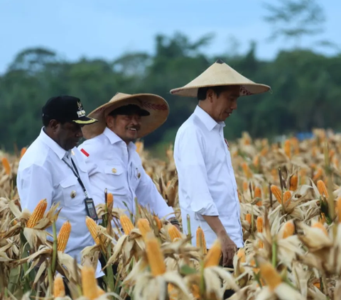 Diketahui, kegiatan panen jagung di food estate keerom digelar di lahan 2 hektare dari total luas lahan 500 hektare.