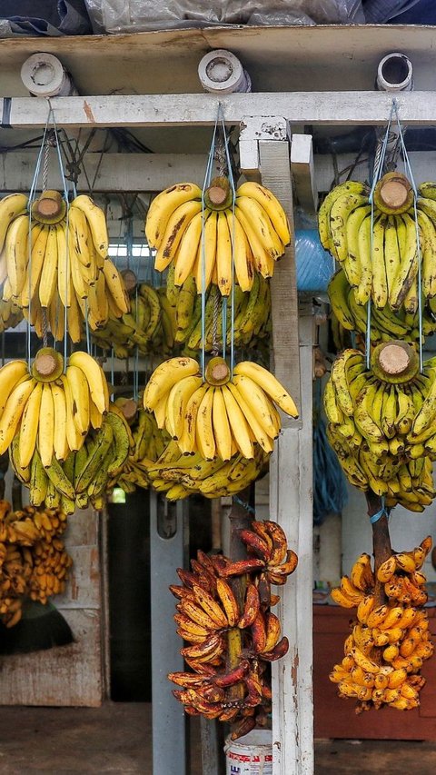 Ketika pisang tumbuh, buah ini mulai berat dan mulai tenggelam ke tanag. Namun karena buah ini butuh cahaya ketika semakin dewasa, pisang mulai melengkung ke dalam untuk mencari sinar matahari. Ini karena pisang mengandung zat kimia yang disebut auxin, hormon tumbuhan yang berdampak pada bagaimana tumbuhan merespons sinar matahari.<br /><br />Ini menciptakan bentuk melengkung karena pisang secara efektif melipat dirinya sendiri untuk mencari matahari.