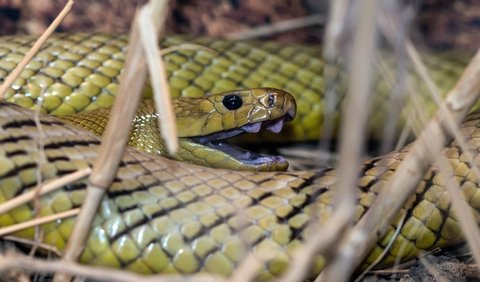 Pada 1950, ada seorang herpetologis muda sekaligus pemburu ular yang sedang berusaha menangkap seekor reptil paling mematikan di dunia.