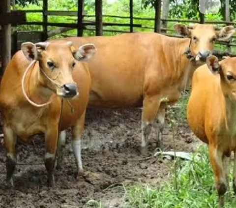 Kronologi Warga Gunungkidul Meninggal karena Antraks, Berawal dari Sembelih Sapi Mati