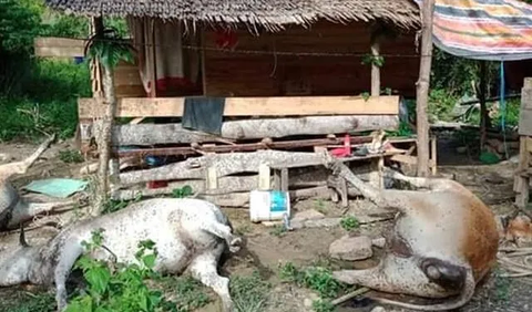 Pertolongan Pertama Ketika Terjangkit Antraks