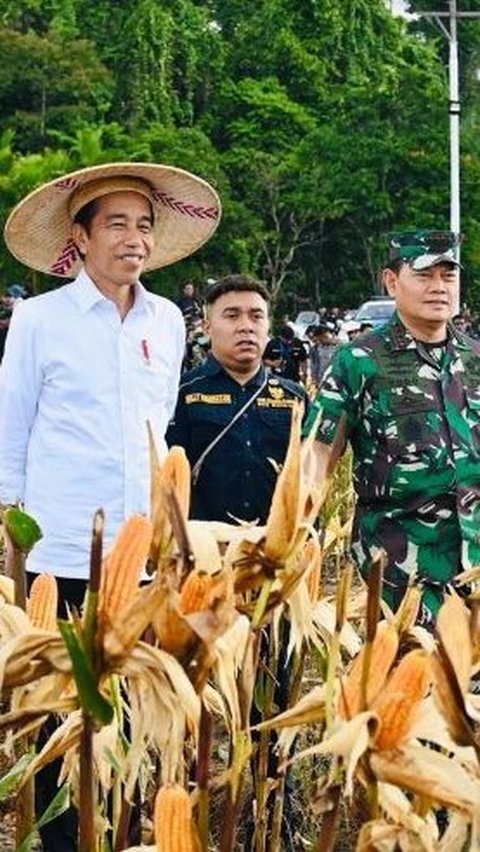 Jokowi Harap Food Estate Keerom Penuhi Kebutuhan Jagung Nasional