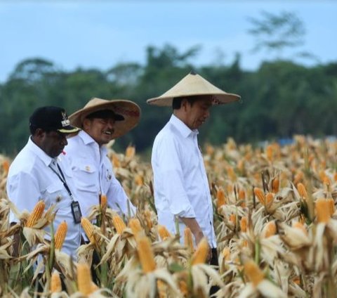 Jokowi Harap Food Estate Keerom Bisa Penuhi Kebutuhan Jagung Nasional
