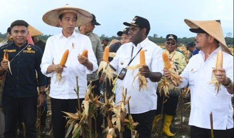 Jokowi mengapresiasi hasil sekarang yang dinilainya tinggi 7 ton per hektarenya. Jokowi berencana meninjau lagi ladang jagung tersebut. Dia ingin melihat hasil panen jagung yang merata dan maksimal.