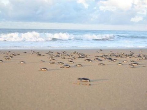 Eksotisme Pantai Sukamade, Tempat Bertelur Terbaik Penyu Raksasa Hindia dan Pasifik