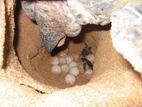 Eksotisme Pantai Sukamade, Tempat Bertelur Terbaik Penyu Raksasa Hindia dan Pasifik