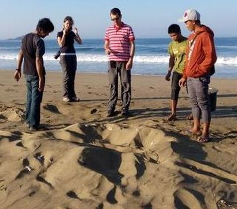 Eksotisme Pantai Sukamade, Tempat Bertelur Terbaik Penyu Raksasa Hindia dan Pasifik