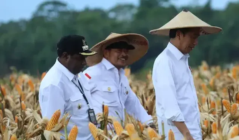 Mentan Dampingi Jokowi Tinjau Ladang Jagung di Food Estate Keerom Papua