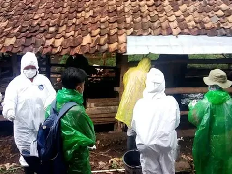Begini Ciri-Ciri Sapi Kena Antraks, Dagingnya Jangan Dikonsumsi