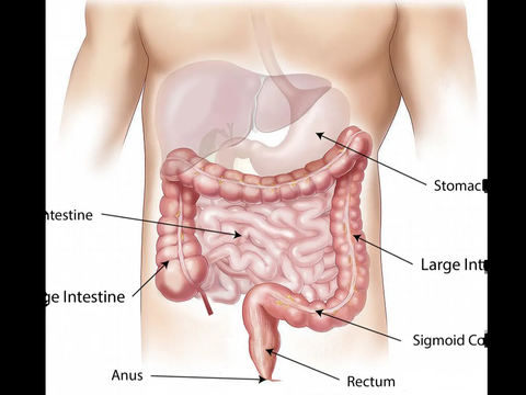Bisa Masuk Tubuh Manusia Melalui 4 Cara, Ketahui Gejala Terinfeksi Antraks