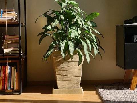 Red Aglaonema