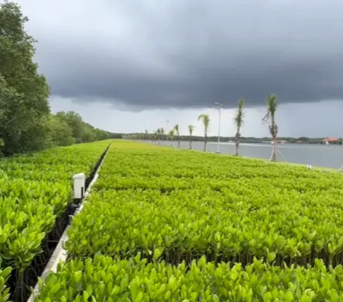 Potret Penanaman 1.000 Mangrove untuk Kurangi Emisi Karbon dan Bisnis Berkelanjutan