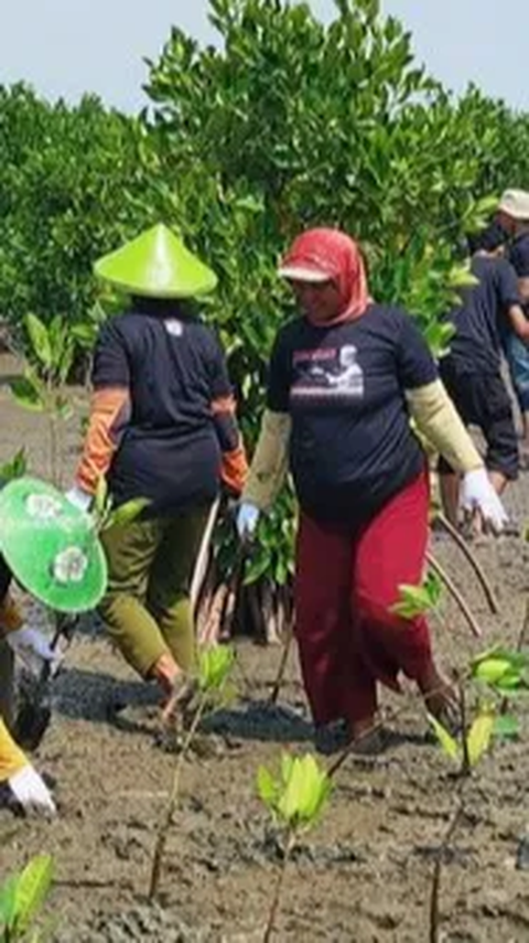 Penanaman 1.000 Mangrove untuk Menjaga Kelestarian Lingkungan