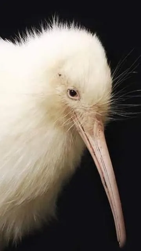 Di antaranya, burung unta, kiwi, rhea, emu, dan kasuari termasuk dalam jenis burung yang tidak bisa terbang. Burung-burung ini dikenal sebagai ratite.