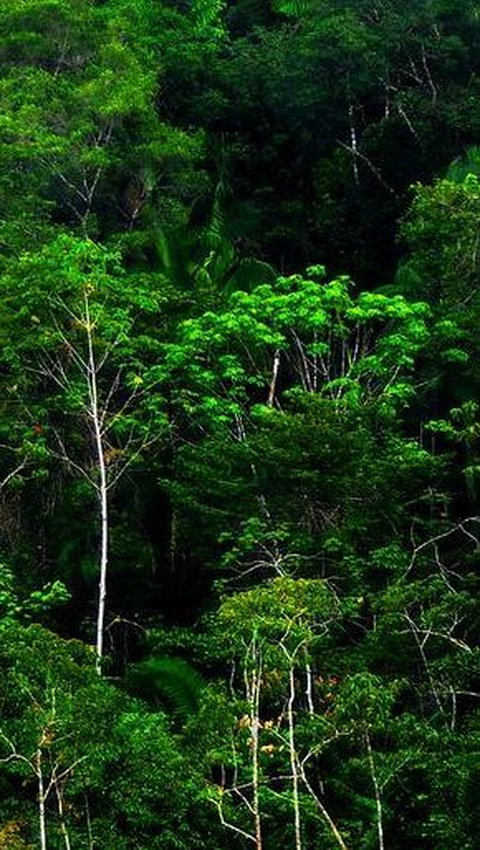 Hidup Bersama Anak, Pria Ini Tinggal di Gubuk Tengah Hutan Tanpa Menggunakan Listrik