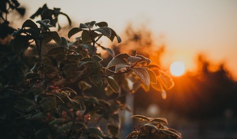 Tanaman membutuhkan sinar matahari untuk tumbuh. Hewan, termasuk manusia, membutuhkan tumbuhan untuk makanan dan oksigen yang mereka hasilkan. Tanpa panas dari matahari, Bumi akan membeku. Tidak akan ada angin, arus laut, atau awan untuk mengangkut air.