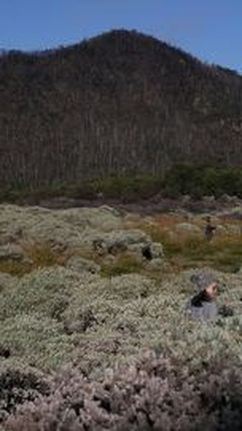 Gunung Papandayan juga termasuk gunung yang ramah bagi para pemula. Banyak pemandangan yang membuat takjub seperti banyaknya uap yang keluar dari kawah, sehingga membuat pemandangan menjadi semakin menakjubkan. Selain itu di Gunung Papandayan juga terdapat hutan mati dan padang edelweiss yang berada di wilayah Tegal Alun.