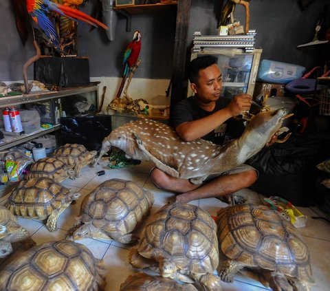 Ahli Taksidermy sedang mengawetkan binatang peliharaan pelanggan di workshop Pagoda Taksidermi di kawasan Pekayon, Jakarta, Selasa (01/08/2023). Permintaan Taksidermy alami peningkatan di tengah langkanya jasa pengawet hewan peliharaan tersebut.