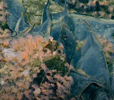 Ikan Pertama yang Bisa Berjalan Ini Simpan Satu Juta Telur di Gunung Api Bawah Laut