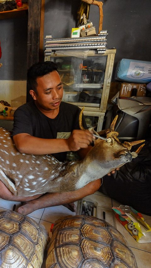 Selain itu, Taksidermy juga bertujuan sebagai pajangan semata maupun untuk kepentingan ilmu pengetahuan.