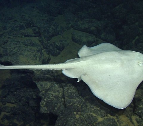 Ikan Pertama yang Bisa Berjalan Ini Simpan Satu Juta Telur di Gunung Api Bawah Laut