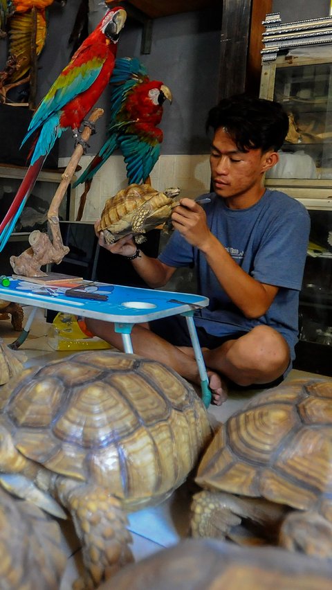 Berbagai macam hewan unggas, reptil hingga mamalia mereka kerjakan dengan telaten di workshop Pagoda Taksidermi kawasan Pekayon, Jakarta, Selasa (01/08/2023).