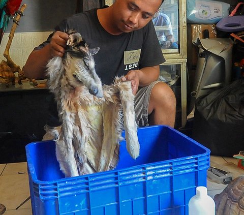 Ahli taksidermi memperlihatkan kulit salah satu hewan peliharaan saat proses pengawetan di workshop Pagoda Taksidermi, Pekayon, Jakarta, Selasa (01/08/2023).