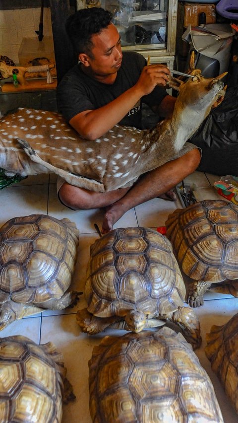 FOTO: Melihat Seni Mengawetkan Binatang Kesayangan dengan Teknik Taksidermy Beromset Jutaan Rupiah