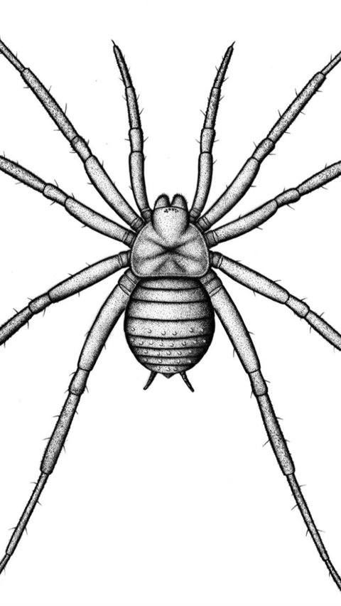 Fosil Laba-Laba 300 Juta Tahun Ditemukan, Ternyata Simpan Identitas Mengejutkan