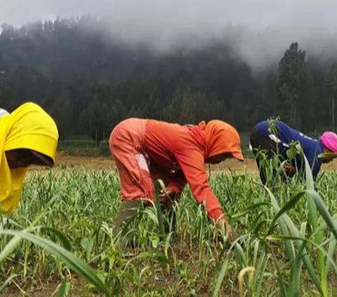 Semangka Manis Hasil Budidaya di Antartika Jadi Camilan Baru Pencuci Mulut Ilmuwan Rusia, Segini Besarnya