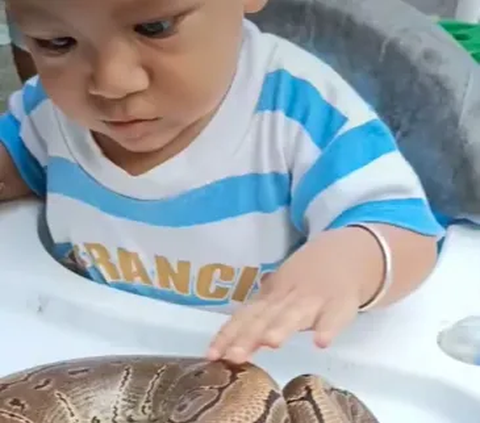 Jatuh Martabat Ular Piton, Tak Berkutik Jadi Mainan Balita di Baby Walker