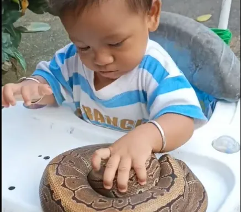 Jatuh Martabat Ular Piton, Tak Berkutik Jadi Mainan Balita di Baby Walker