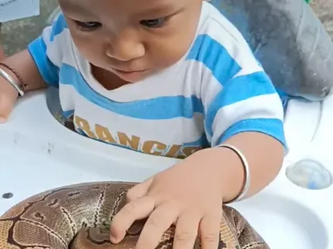 Jatuh Martabat Ular Piton, Tak Berkutik Jadi Mainan Balita di Baby Walker