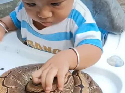 Jatuh Martabat Ular Piton, Tak Berkutik Jadi Mainan Balita di Baby Walker