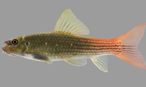 Ikan Hias Ini Sudah Beredar Sejak 2000, Tapi Ilmuwan Baru Tahu Jenis Spesiesnya